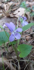 Viola reichenbachiana