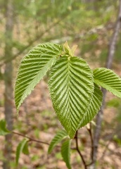 Eriophyes betulae