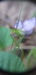 Viola reichenbachiana