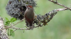 Cranioleuca antisiensis