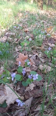 Viola reichenbachiana