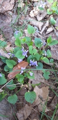 Viola reichenbachiana