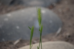 Hordeum murinum leporinum