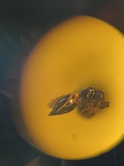 Ceraphronoidea