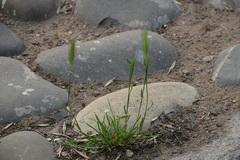 Hordeum murinum leporinum