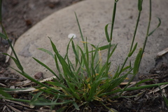 Hordeum murinum leporinum