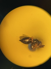 Ceraphronoidea