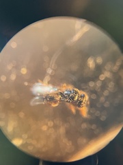 Ceraphronoidea