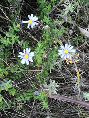 Felicia aethiopica