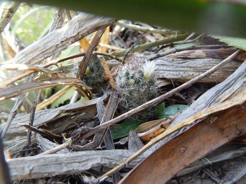 Mammillaria pilispina