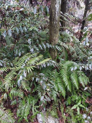Golden Chicken Fern
