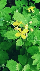 Chelidonium majus