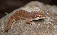 Hemidactylus reticulatus