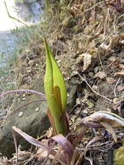 Arum concinnatum