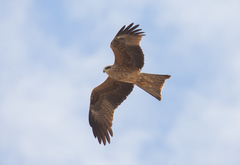 Milvus migrans