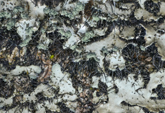 Heterodermia namaquana