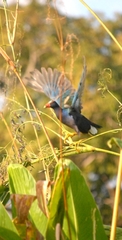 Porphyrio martinica
