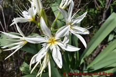 Pancratium illyricum