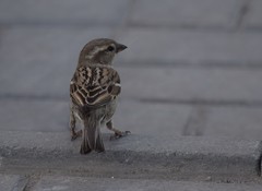 Passer domesticus