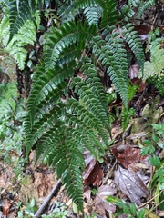 Dryopteris fuscipes