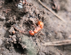 Polyergus rufescens