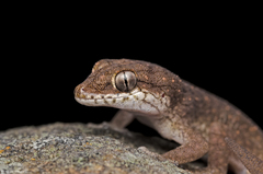 Hemidactylus reticulatus