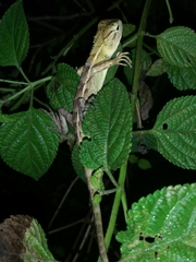 Calotes versicolor