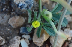 Medicago monantha