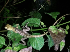 Calotes versicolor
