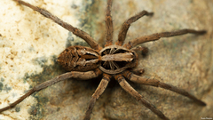 Hogna transvaalica