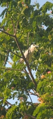 Nycticorax nycticorax