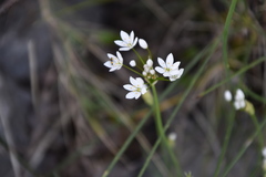 Allium subhirsutum