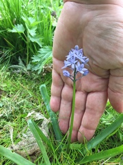 Hyacinthoides italica