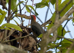 Melanerpes aurifrons