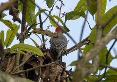 Melanerpes aurifrons