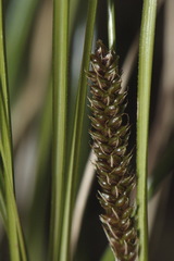 Carex comans