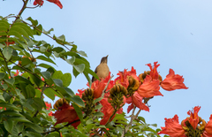 Turdus grayi