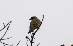 Myiozetetes similis