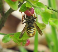 Dolichovespula media