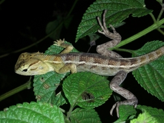 Calotes versicolor