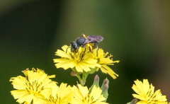 Augochlora nigrocyanea
