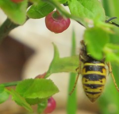Dolichovespula media