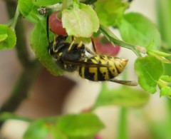 Dolichovespula media