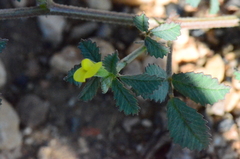 Medicago monantha