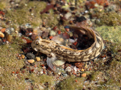 Istiblennius edentulus