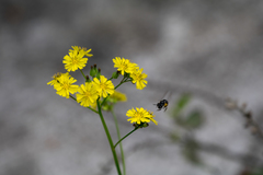 Augochlora nigrocyanea