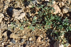 Medicago monantha