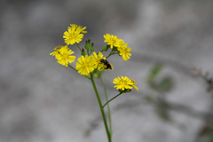 Augochlora nigrocyanea