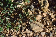 Medicago monantha