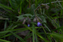 Pulmonaria officinalis